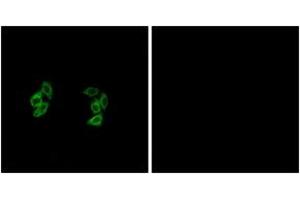 Immunofluorescence analysis of A549 cells, using CKI-alpha1/L Antibody. (CSNK1A1L anticorps  (AA 141-190))
