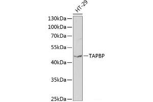 Western blot analysis of extracts of HT-29 cells using TAPBP Polyclonal Antibody at dilution of 1:1000. (TAPBP anticorps)