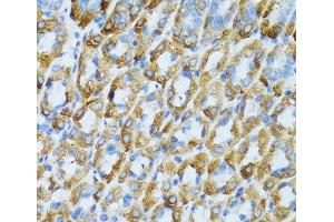 Immunohistochemistry of paraffin-embedded Mouse stomach using PSRC1 Polyclonal Antibody at dilution of 1:100 (40x lens). (PSRC1 anticorps)