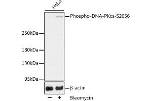 Western blot analysis of extracts of HeLa cells, using Phospho-DNA-PKcs-S2056 antibody (ABIN6135292, ABIN6136206, ABIN6136207 and ABIN6225632). (PRKDC anticorps  (pSer2056))