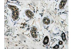 Immunohistochemistry (IHC) staining of Human Colon tissue, diluted at 1:200. (TUBB anticorps)