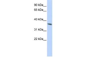 Western Blotting (WB) image for anti-Keratin 222 (KRT222) antibody (ABIN2459600) (KRT222 anticorps)