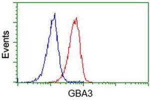 Image no. 2 for anti-Glucosidase, Beta, Acid 3 (Cytosolic) (GBA3) (AA 1-150), (AA 370-469) antibody (ABIN1490583) (GBA3 anticorps  (AA 1-150, AA 370-469))