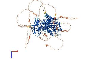 AlphaFold protein structure predicition of Mouse Recombinant Agbl5 Protein, UniprotID Q09M02