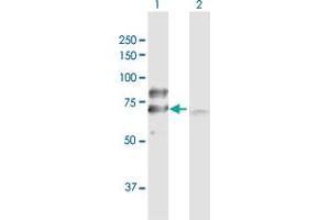 Western Blot analysis of DLAT expression in transfected 293T cell line by DLAT MaxPab polyclonal antibody. (DLAT anticorps  (AA 1-647))