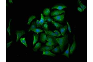 Immunofluorescence staining of A549 cells with ABIN7149542 at 1:530, counter-stained with DAPI.