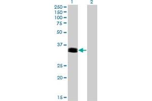 Western Blot analysis of PHOX2A expression in transfected 293T cell line by PHOX2A monoclonal antibody (M01), clone 4F6. (PHOX2A anticorps  (AA 1-90))