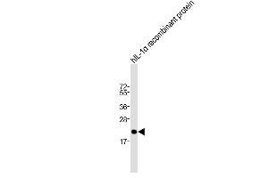 Anti-IL1A Antibody (Center) at 1:2000 dilution + hIL-1α recombinant protein Lysates/proteins at 20 ng per lane. (IL1A anticorps  (AA 177-206))