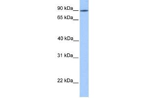WB Suggested Anti-LRRC50 Antibody Titration: 0. (LRRC50 anticorps  (N-Term))