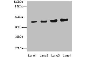 Western blot All lanes: PPM1A antibody at 6.