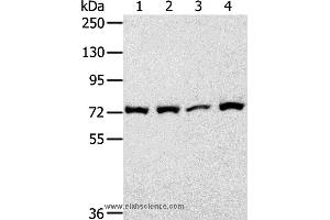 Western blot analysis of 293T cell, using CAPN1 Polyclonal Antibody at dilution of 1:450 (CAPNL1 anticorps)