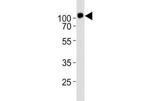 Western blot analysis of lysate from KG-1 cell line using CD34 antibody diluted at 1:1000. (CD34 anticorps  (AA 320-354))