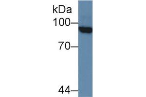Mouse Capture antibody from the kit in WB with Positive Control: Human 293T cell lysate. (PML Kit ELISA)