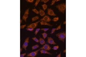Immunofluorescence analysis of L929 cells using PREPL Polyclonal Antibody (ABIN7269561) at dilution of 1:100 (40x lens). (PREPL anticorps  (AA 578-727))