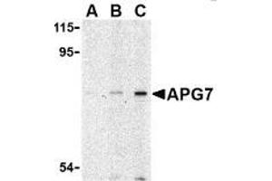 AP20056PU-N ATG7 antibody staining of L1210 cell lysate by Western Blotting at (A) 1, (B) 2 and (C) 4 μg/ml. (ATG7 anticorps  (N-Term))