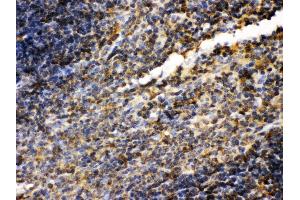 Anti- TGM2 Picoband antibody, IHC(P) IHC(P): Mouse Spleen Tissue