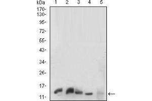 Western blot analysis using HH3 mouse mAb against K562 (1), C6(2),HEK293(3),PC-12(4) and NIH/3T3(5) cell lysate. (Prokineticin Receptor 2 anticorps  (AA 121-136))