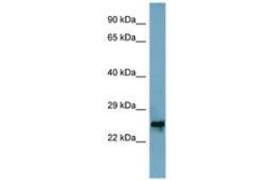 Image no. 1 for anti-Mitochondrial Ribosomal Protein L48 (MRPL48) (AA 71-120) antibody (ABIN6741943) (MRPL48 anticorps  (AA 71-120))
