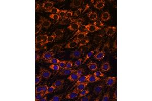 Immunofluorescence analysis of C6 cells using  antibody (ABIN7265368) at dilution of 1:100.