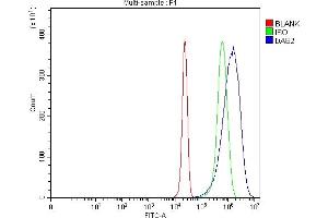 anti-Disabled Homolog 2, Mitogen-Responsive phosphoprotein (Drosophila) (DAB2) (AA 89-770) antibody