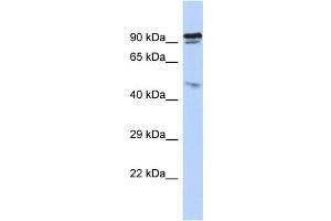 Host: Rabbit Target Name: INPP5J Sample Type: HepG2 Whole cell lysates Antibody Dilution: 1. (INPP5J anticorps  (N-Term))