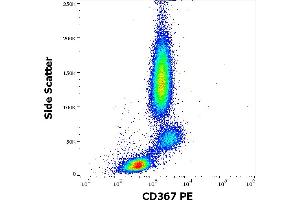 Flow cytometry surface staining pattern of human peripheral whole blood stained using anti-human CD367 (9E8) PE antibody (10 μL reagent / 100 μL of peripheral whole blood).