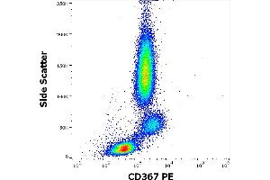 Flow cytometry surface staining pattern of human peripheral whole blood stained using anti-human CD367 (9E8) PE antibody (10 μL reagent / 100 μL of peripheral whole blood). (CLEC4A anticorps  (PE))