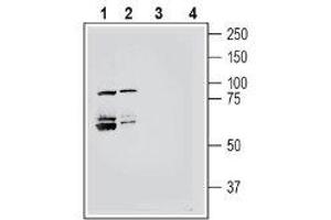 Western blot analysis of mouse brain membranes (lanes 1 and 3) and rat brain membranes (lanes 2 and 4): - 1-2.