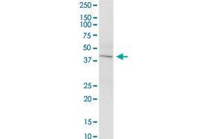 KCNN4 MaxPab polyclonal antibody.