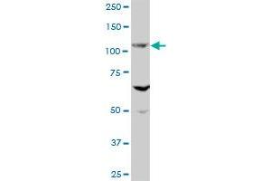 EVC MaxPab polyclonal antibody.