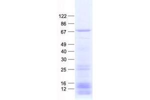 Validation with Western Blot (DYNC1LI1 Protein (His tag))