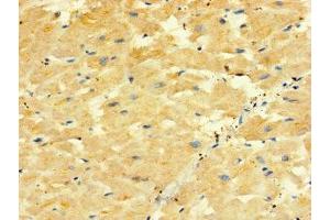Immunohistochemistry of paraffin-embedded human heart tissue using ABIN7162280 at dilution of 1:100 (ORMDL2 anticorps  (AA 64-153))