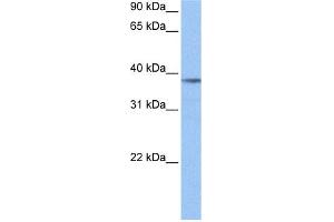 WB Suggested Anti-NUDC Antibody Titration: 0. (NUDC anticorps  (Middle Region))