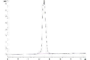 The purity of Human FLT3/Flk-2 is greater than 95 % as determined by SEC-HPLC.