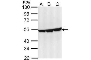 WB Image Sample (30 ug of whole cell lysate) A: Hep G2 , B: Molt-4 , C: Raji 10% SDS PAGE antibody diluted at 1:1000 (ENO3 anticorps)