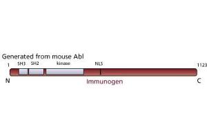 Image no. 1 for anti-C-Abl Oncogene 1, Non-Receptor tyrosine Kinase (ABL1) antibody (ABIN967410) (ABL1 anticorps)