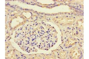 Immunohistochemistry of paraffin-embedded human kidney tissue using ABIN7172662 at dilution of 1:100 (GTF2B anticorps  (AA 1-316))