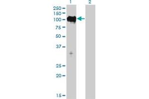 Western Blot analysis of TTK expression in transfected 293T cell line by TTK monoclonal antibody (M01), clone 3G7.