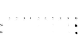 Dot blot of Histone H3 trimethyl Lys27 antibody.