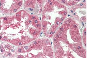 ABIN870684 (5µg/ml) staining of paraffin embedded Human Kidney.