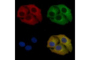 BID Mouse Monoclonal Antibody staining Hela cells by IF/ICC. (BID anticorps)