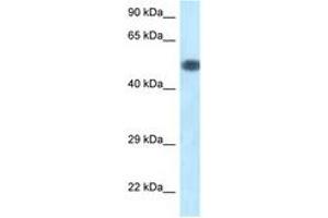 Image no. 1 for anti-Phosphoinositide 3 Kinase, p85 alpha (PI3K p85a) (AA 180-229) antibody (ABIN6747416) (PIK3R1 anticorps  (AA 180-229))