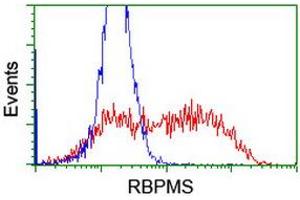 Image no. 1 for anti-RNA Binding Protein with Multiple Splicing (RBPMS) antibody (ABIN1500646) (RBPMS anticorps)