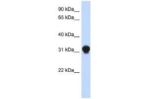 DNALI1 antibody used at 1 ug/ml to detect target protein. (DNALI1 anticorps  (N-Term))