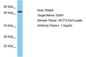Host: Rabbit Target Name: DUX1 Sample Tissue: Human HCT15 Whole Cell  Antibody Dilution: 1ug/ml (DUX4 anticorps  (Middle Region))
