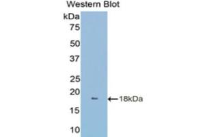 Western Blotting (WB) image for anti-TNF Receptor Superfamily, Member 6 (FAS) (AA 188-319) antibody (ABIN1858797) (FAS anticorps  (AA 188-319))