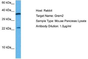 Host: Mouse Target Name: GREM2 Sample Tissue: Mouse Pancreas Antibody Dilution: 1ug/ml