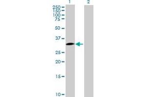 Western Blot analysis of SNAI1 expression in transfected 293T cell line by SNAI1 MaxPab polyclonal antibody. (SNAIL anticorps  (AA 1-264))