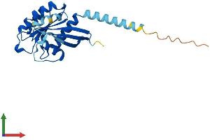 AlphaFold protein structure predicition of Human Recombinant RAB15 Protein, UniprotID P59190