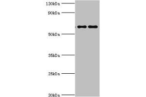 Western blot All lanes: Far upstream element-binding protein 3 antibody at 2 μg/mL Lane 1: Hela whole cell lysate Lane 2: HepG2 whole cell lysate Secondary Goat polyclonal to rabbit IgG at 1/10000 dilution Predicted band size: 62, 29 kDa Observed band size: 62 kDa (FUBP3 anticorps  (AA 65-260))